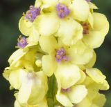 Verbascum glabratum