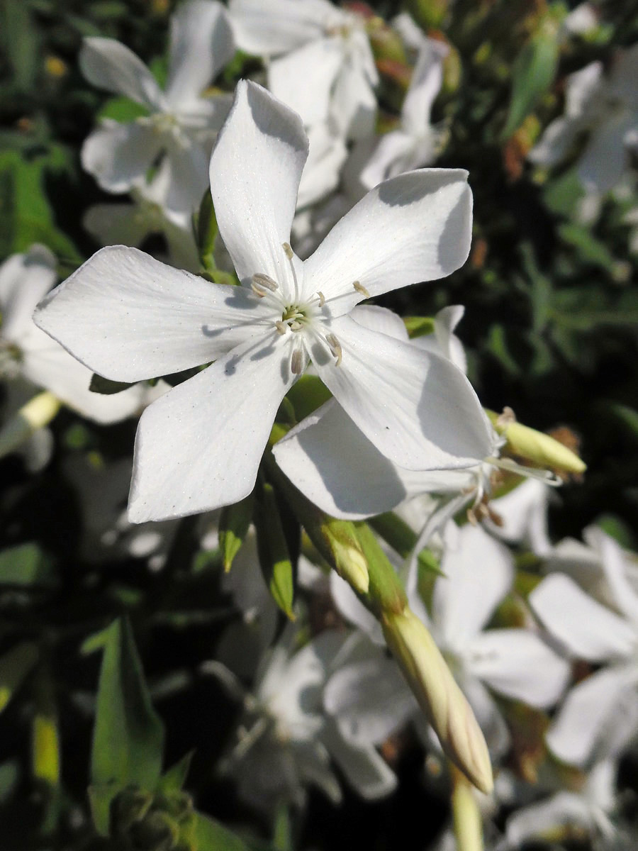 Изображение особи Saponaria officinalis.