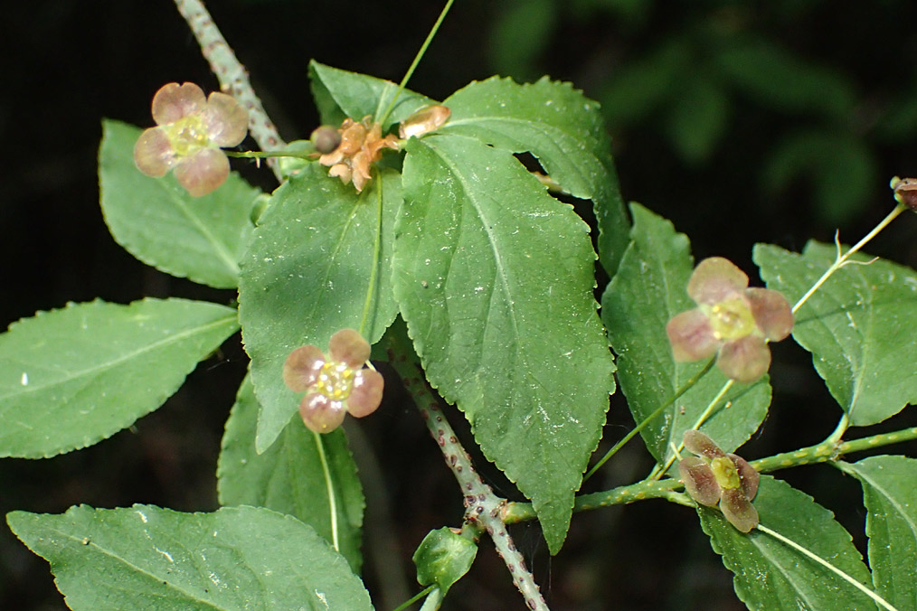 Image of Euonymus verrucosus specimen.