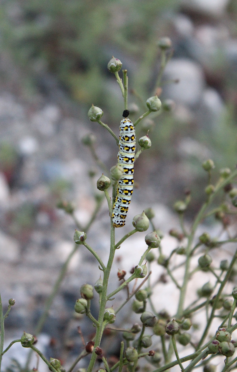 Image of Scrophularia rupestris specimen.