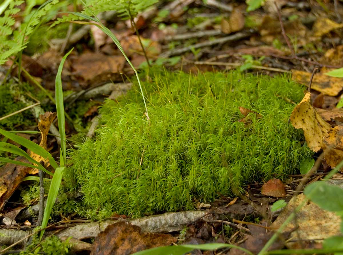 Image of Dicranum polysetum specimen.