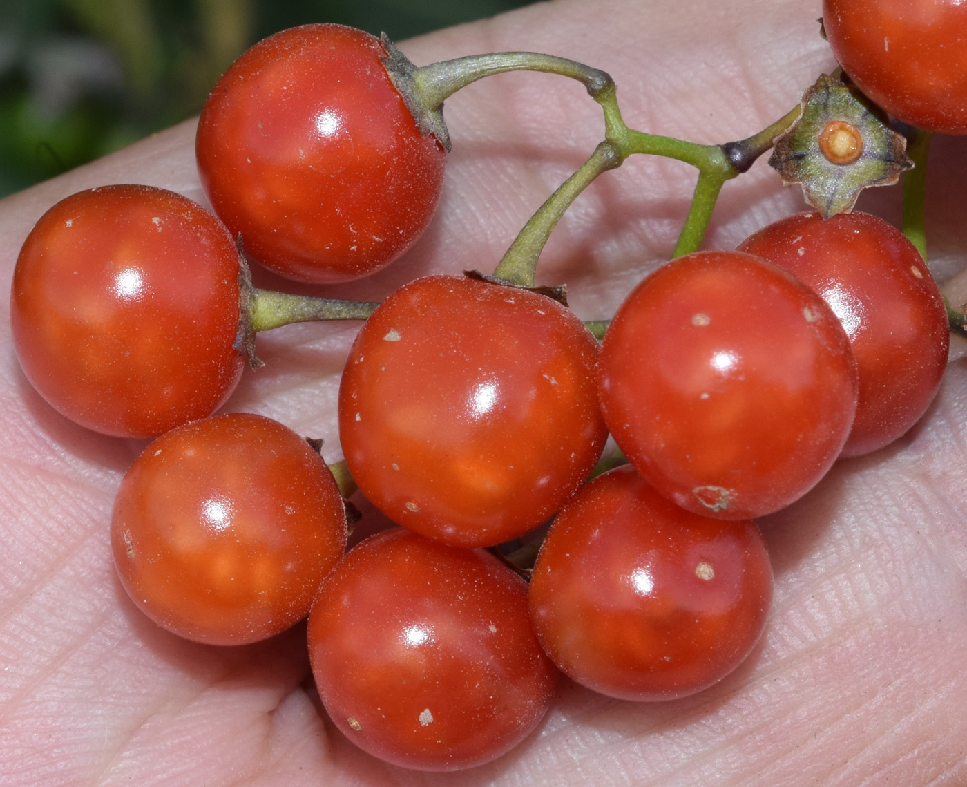 Image of Solanum kitagawae specimen.