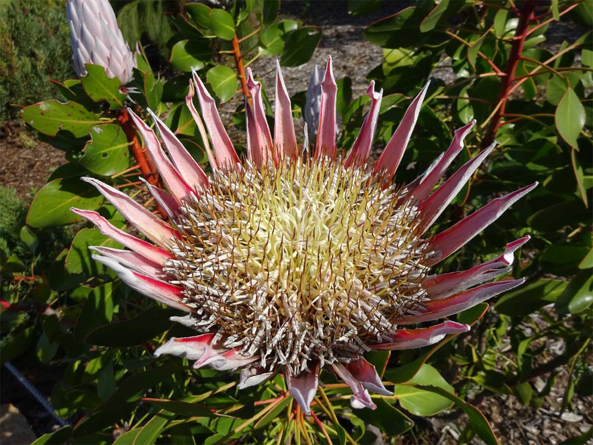 Image of Protea cynaroides specimen.