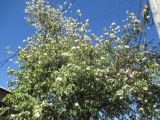 Bauhinia variegata