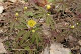 Anemone ranunculoides