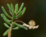 genus Eremophila. Верхушка побега с плодом. Израиль, впадина Мёртвого моря, киббуц Эйн-Геди. 26.04.2017.