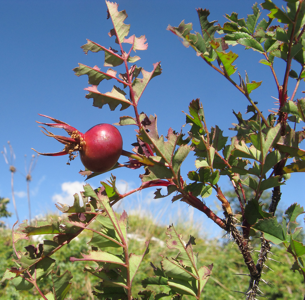 Изображение особи Rosa spinosissima.