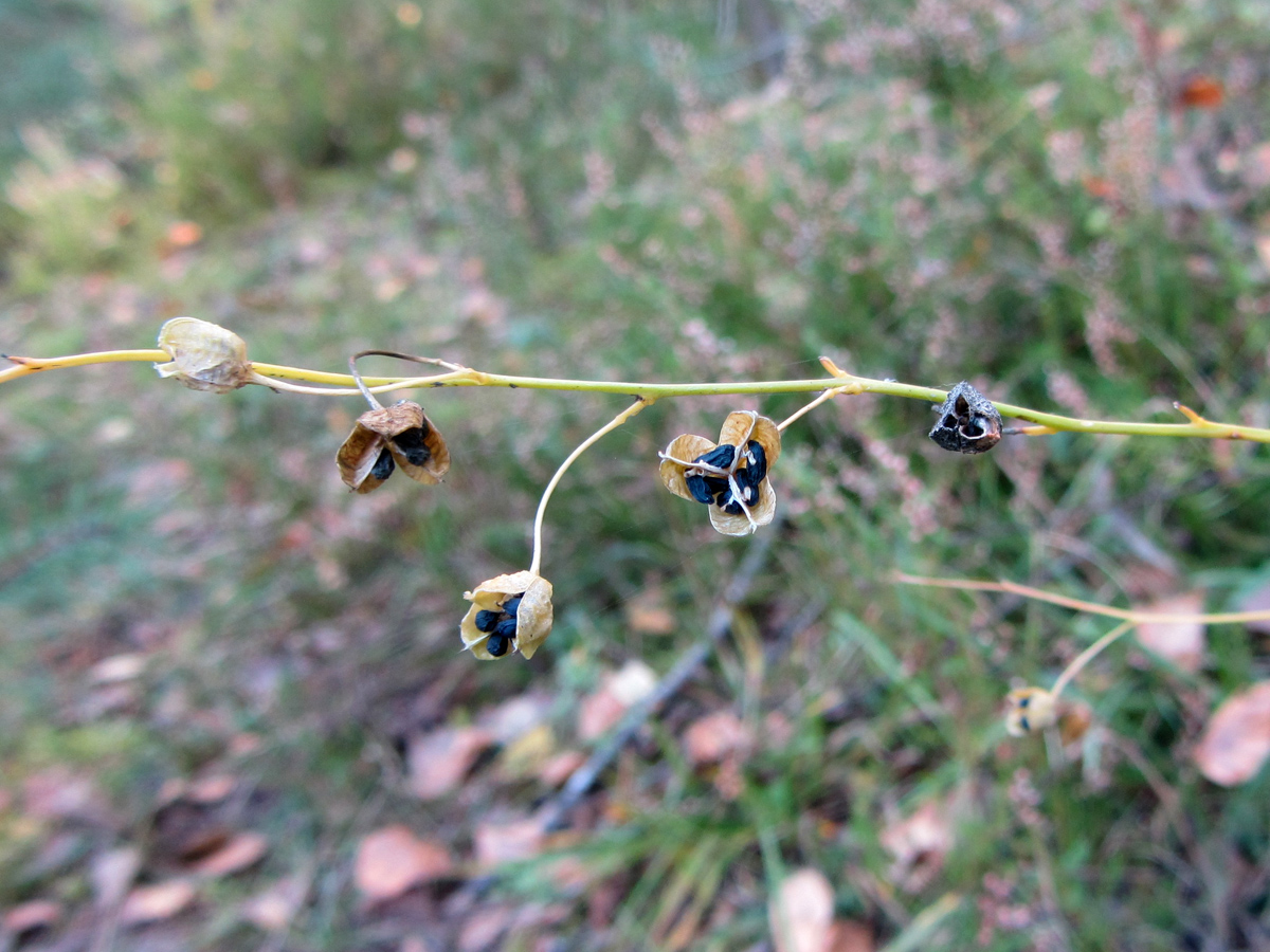 Image of Anthericum ramosum specimen.