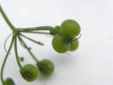 Bifora radians