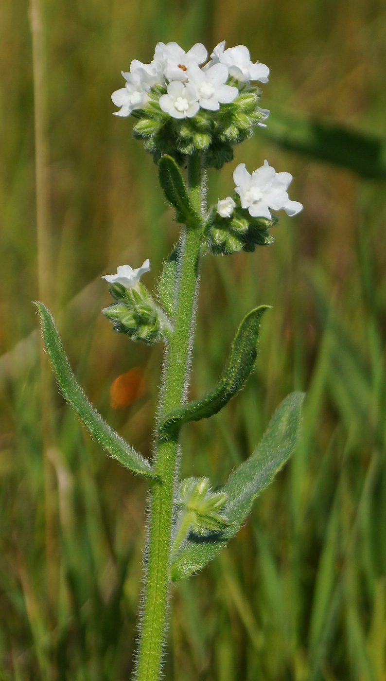 Image of Anchusa officinalis specimen.