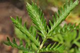 Potentilla chinensis. Часть листа. Приморский край, Уссурийский гор. округ, окр. с. Монакино, разнотравный луг на небольшой сопке. 01.07.2017.