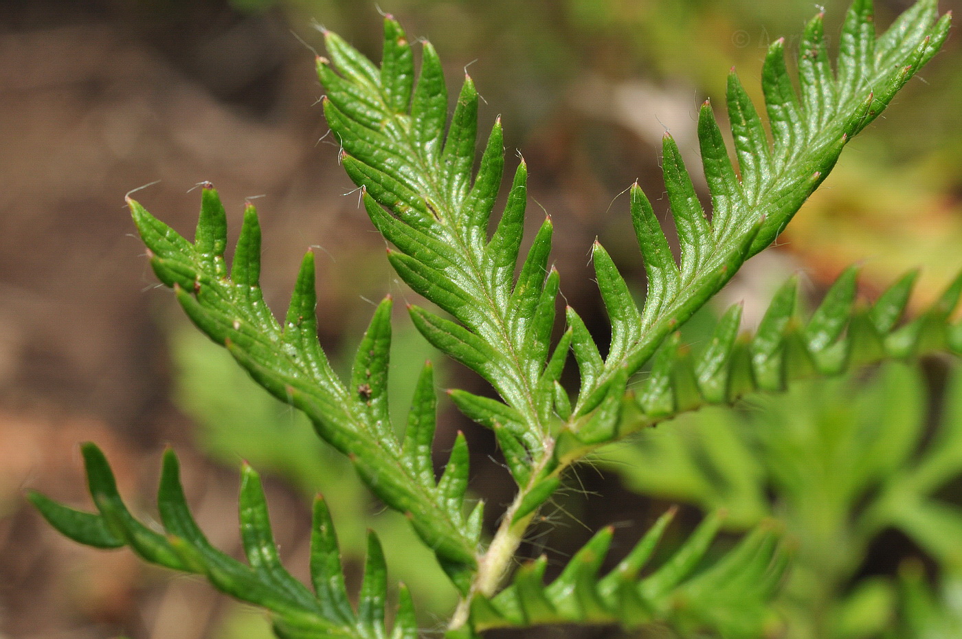 Изображение особи Potentilla chinensis.