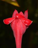 Etlingera elatior