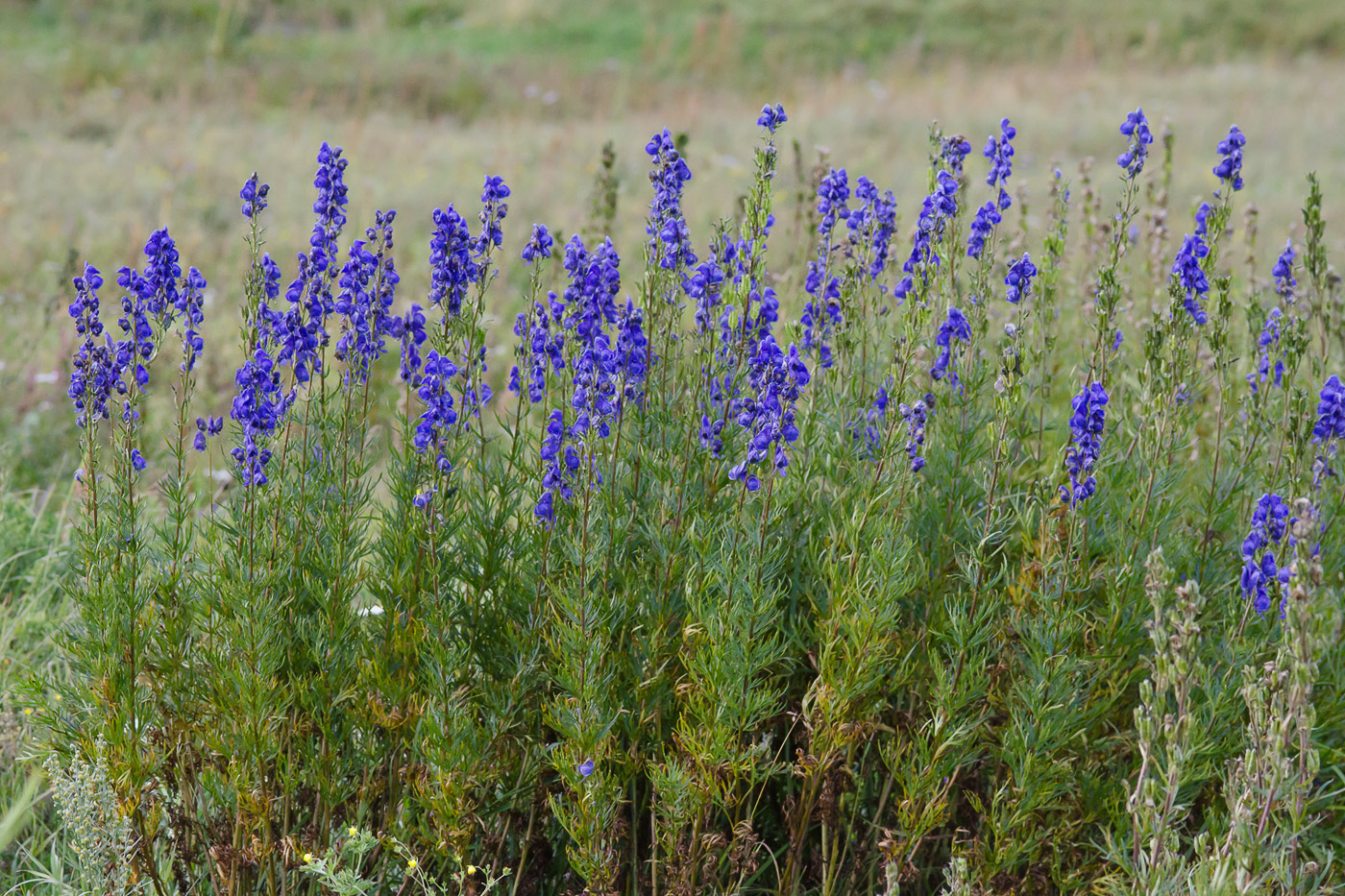 Изображение особи Aconitum soongaricum.