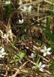 Anemone debilis