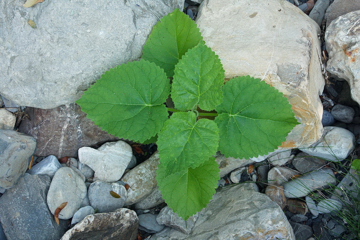 Изображение особи Paulownia tomentosa.