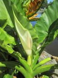 Typhonodorum lindleyanum. Верхняя часть цветущего растения. Австралия, г. Брисбен, ботанический сад. 20.11.2016.