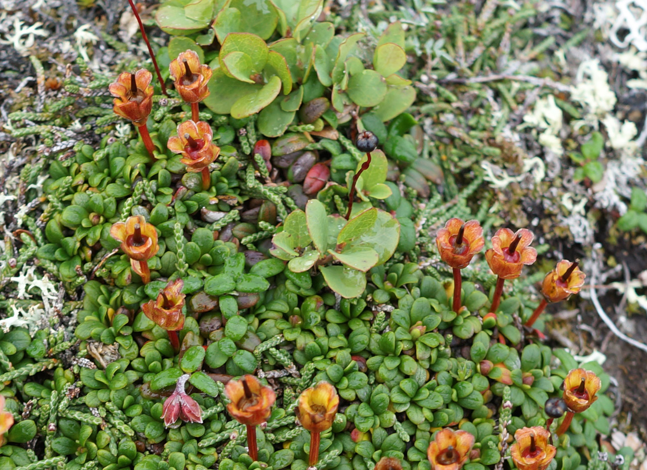 Изображение особи Diapensia obovata.