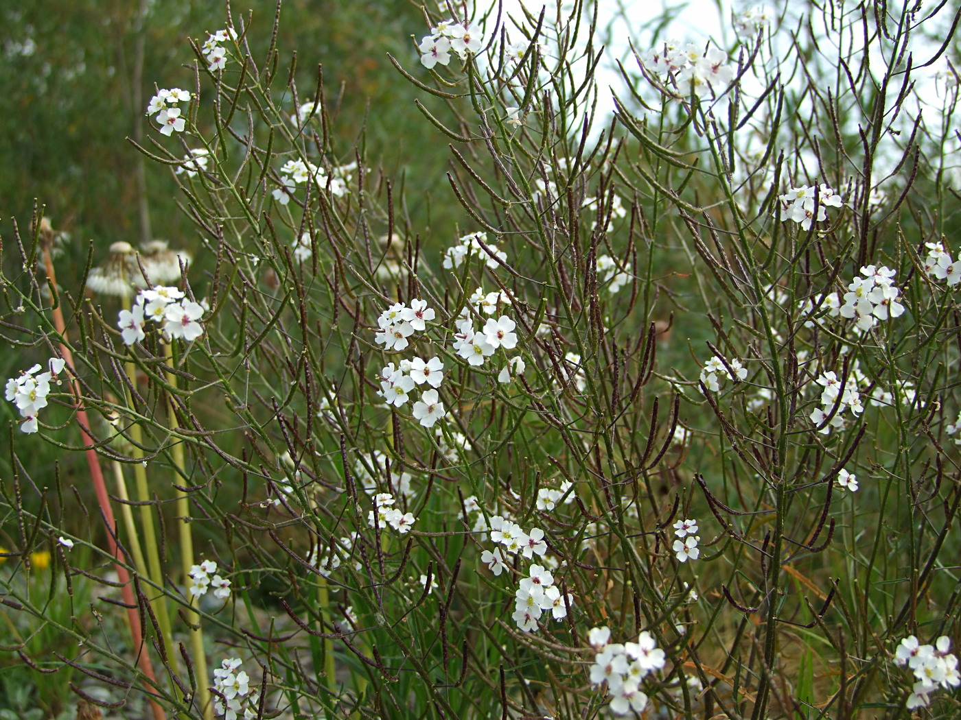 Изображение особи Dontostemon pinnatifidus.