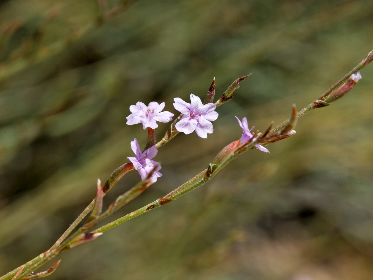 Изображение особи Limonium virgatum.