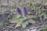 Ajuga orientalis