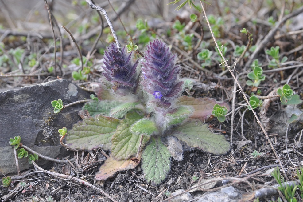 Image of Ajuga orientalis specimen.