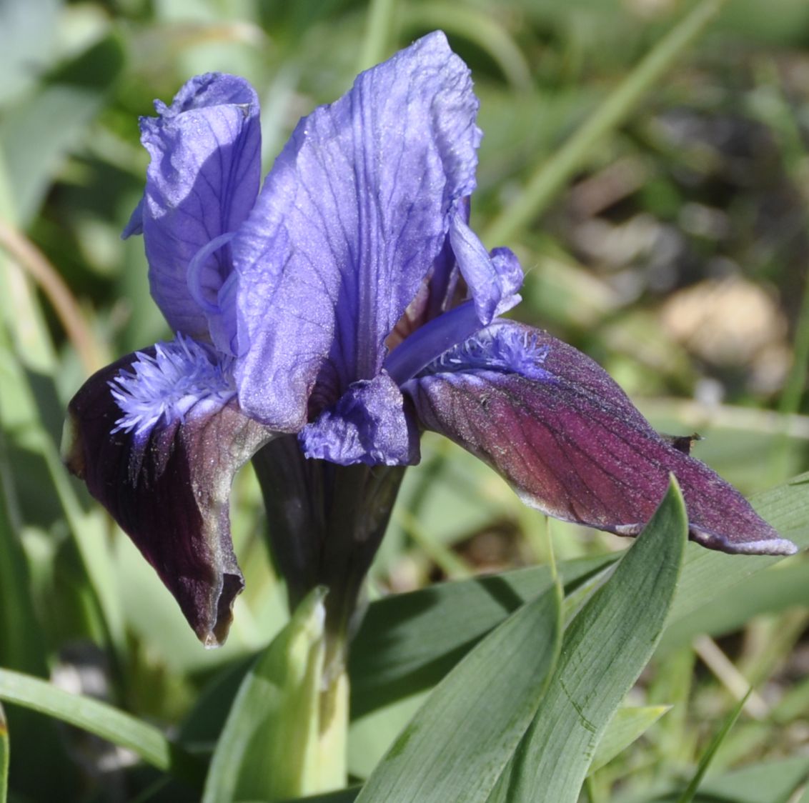 Изображение особи Iris pumila ssp. attica.