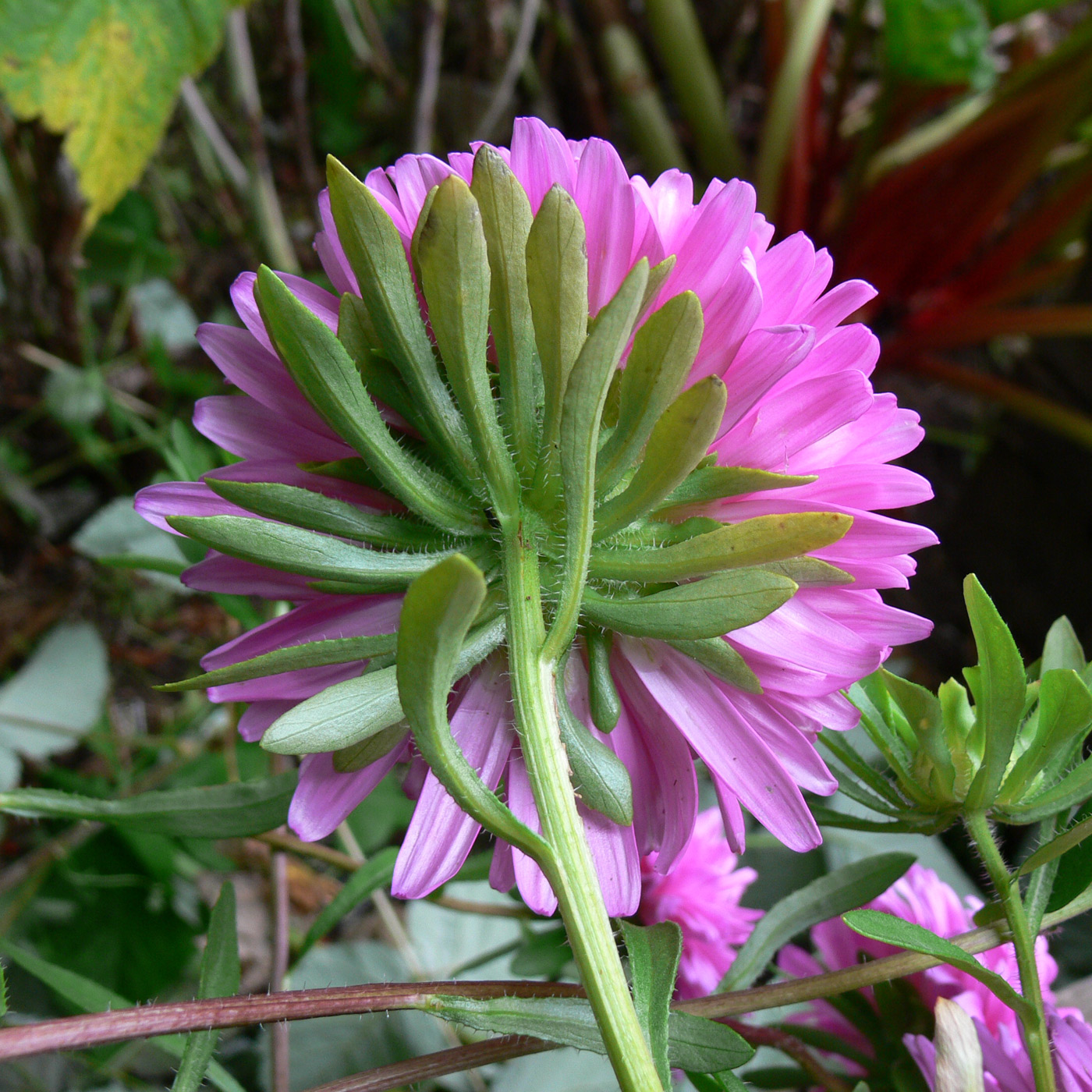 Изображение особи Callistephus chinensis.