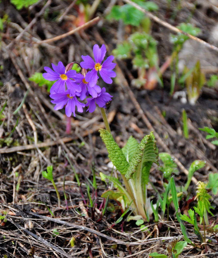 Image of Primula amoena specimen.