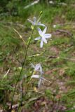 Anthericum ramosum. Соцветия с цветами и плодами. Беларусь, Минская обл., Минский р-н, окр. агрогородка Колодищи, поляна в смешанном лесу. 30.07.2017.