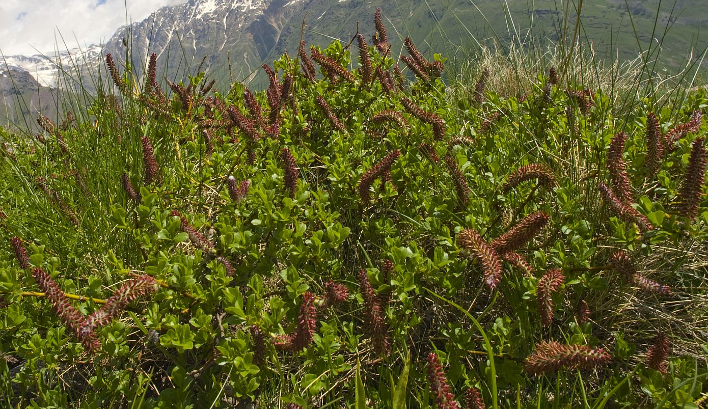 Image of Salix kazbekensis specimen.