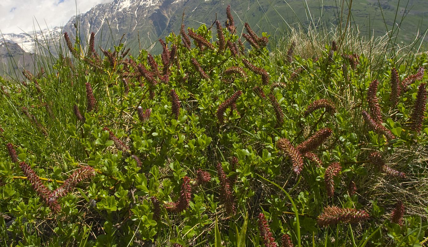 Изображение особи Salix kazbekensis.