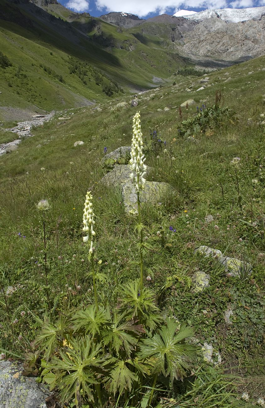 Image of Aconitum orientale specimen.