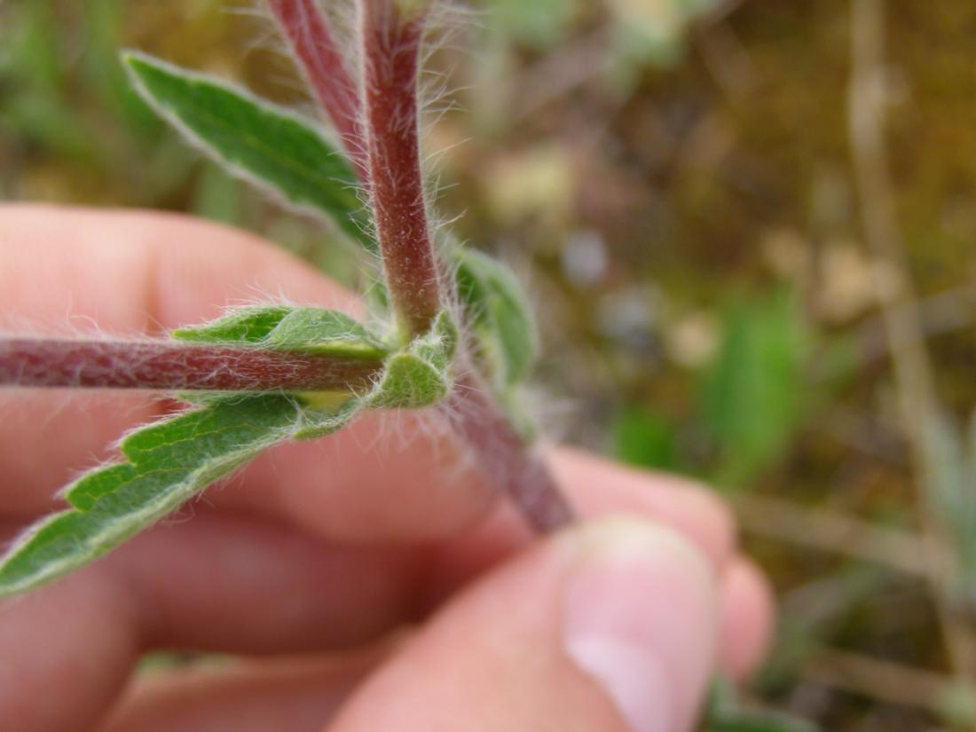 Image of Potentilla taurica specimen.