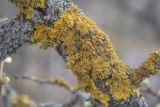 Xanthoria parietina