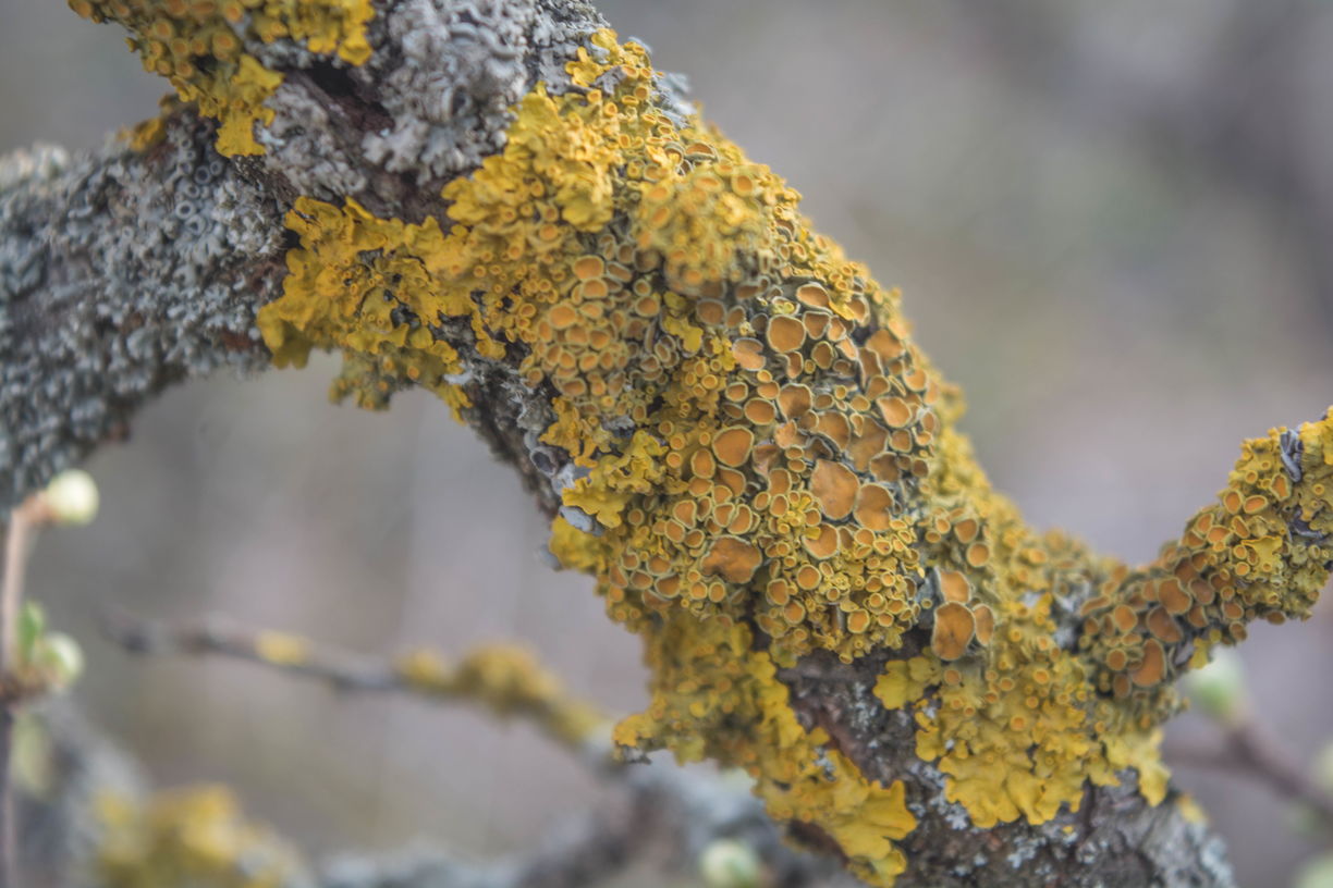 Image of Xanthoria parietina specimen.