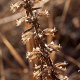 Dracocephalum thymiflorum. Часть прошлогоднего соплодия. Свердловская обл., высокий левый берег р. Исеть ниже дер. Бекленищева (порог Ревун), скалы над порогом. 15 апреля 2018 г.