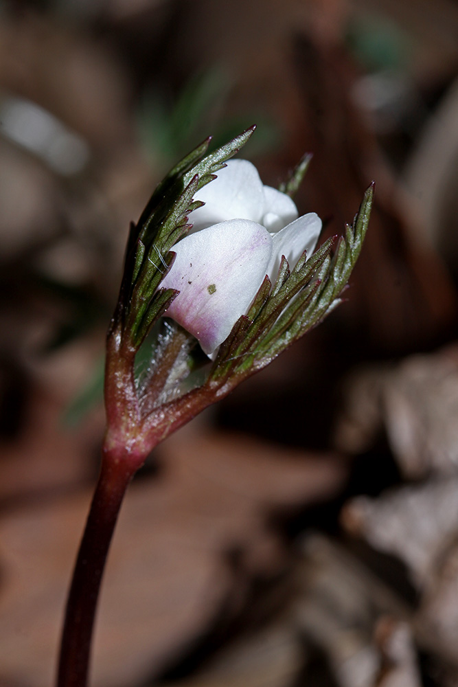 Image of Anemone amurensis specimen.