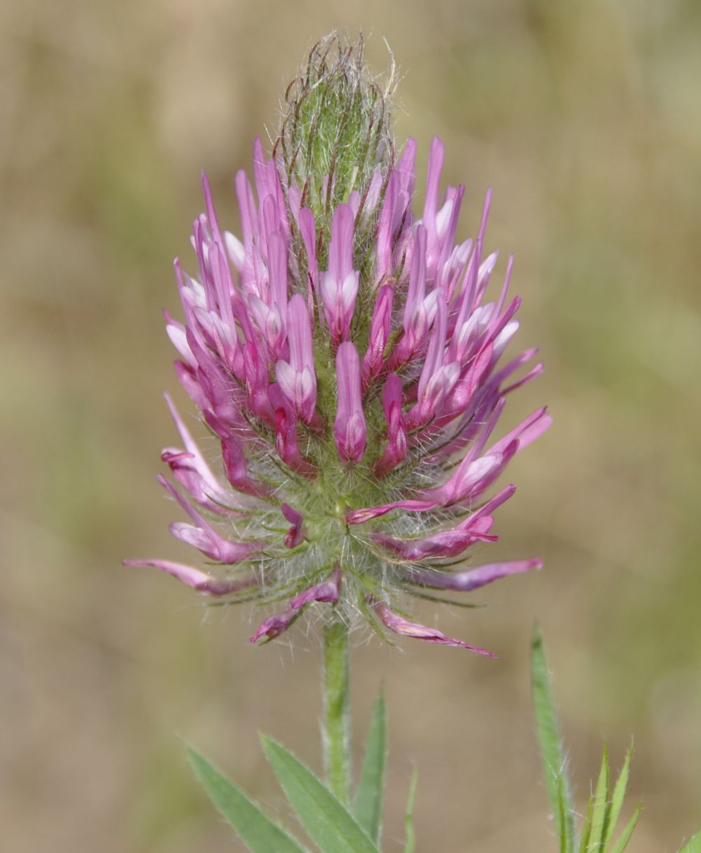 Изображение особи Trifolium purpureum.