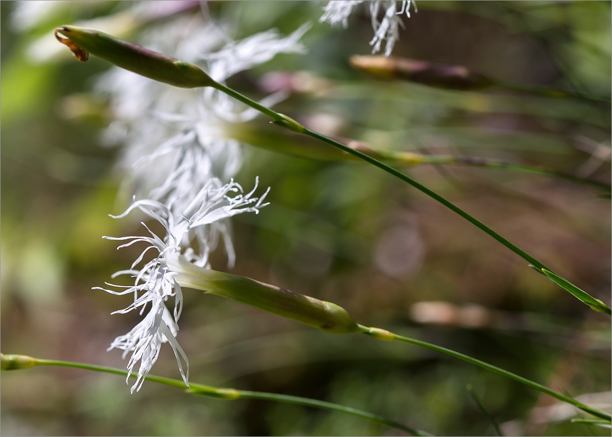 Image of Dianthus arenarius specimen.