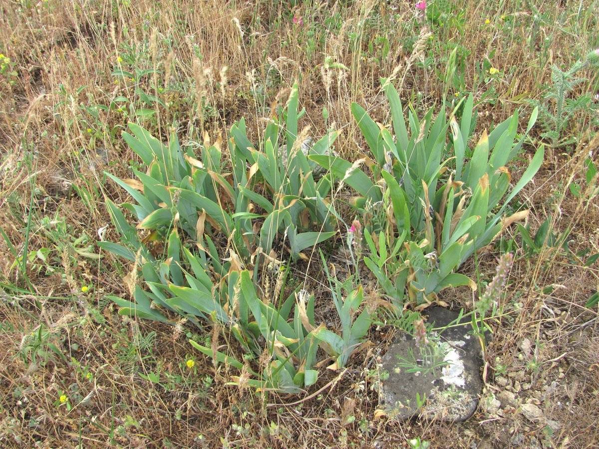 Image of Iris pumila specimen.