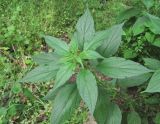 Parietaria officinalis