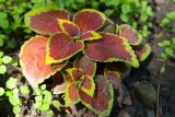 Coleus scutellarioides