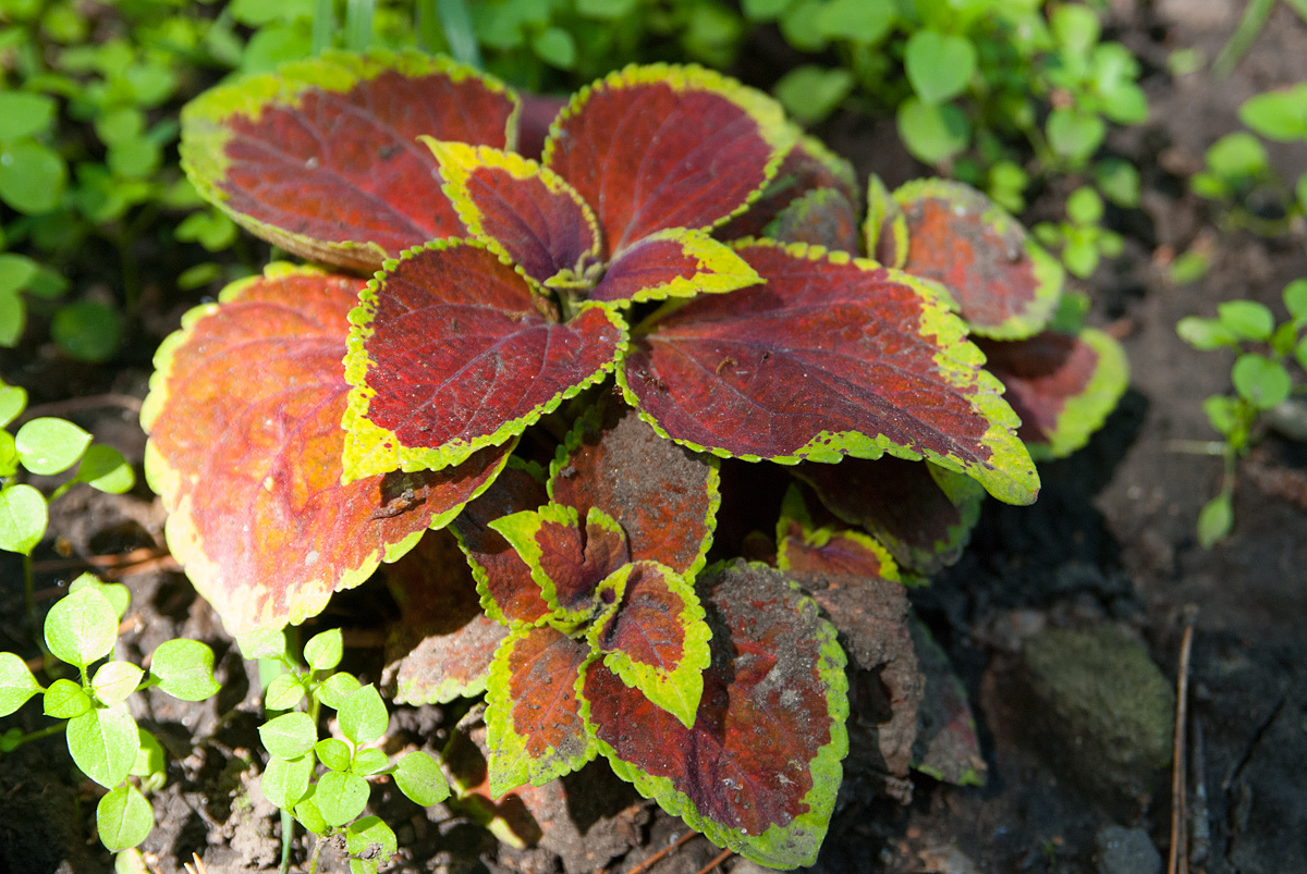 Image of Coleus scutellarioides specimen.