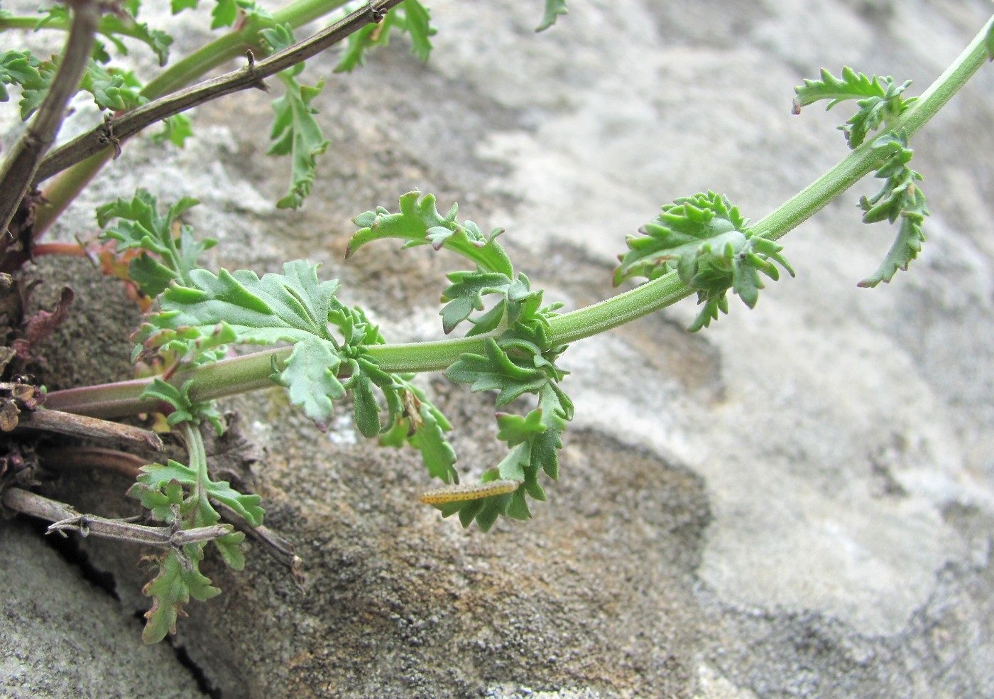 Изображение особи Scrophularia variegata.