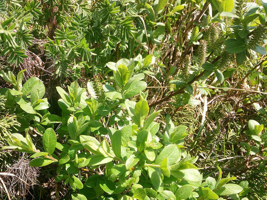 Image of genus Salix specimen.