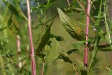 Epilobium adenocaulon. Средние части побегов (на листьях поражения ржавчинными грибами). Ленинградская обл., Всеволожский р-н, окр. дер. Лаппелово, очищенная от деревьев полоса между ж.-д. путями и смешанным лесом. 24.07.2018.