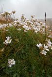 Gypsophila tenuifolia. Цветущие растения. Республика Адыгея, Майкопский р-н, Кавказский биосферный заповедник, Фишт-Оштеновский массив, хребет севернее цирка Оштена, выс. ок. 2700 м н.у.м., задернённый участок на скалах. 28.07.2018.