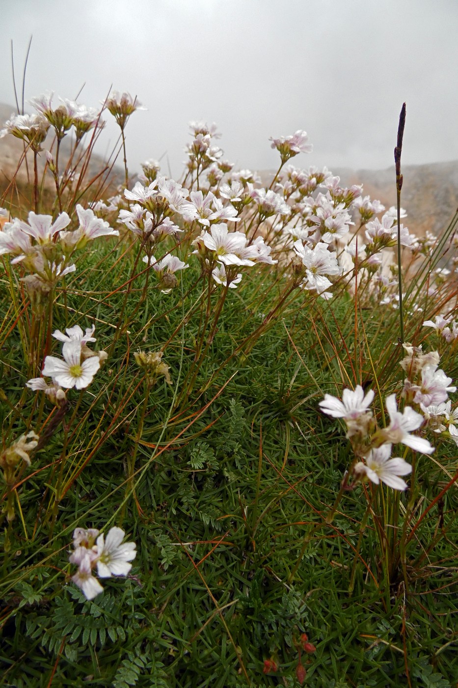 Image of Gypsophila tenuifolia specimen.