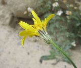 Crepis sonchifolia